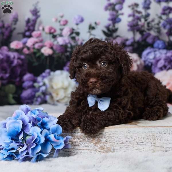 Oscar, Havapoo Puppy